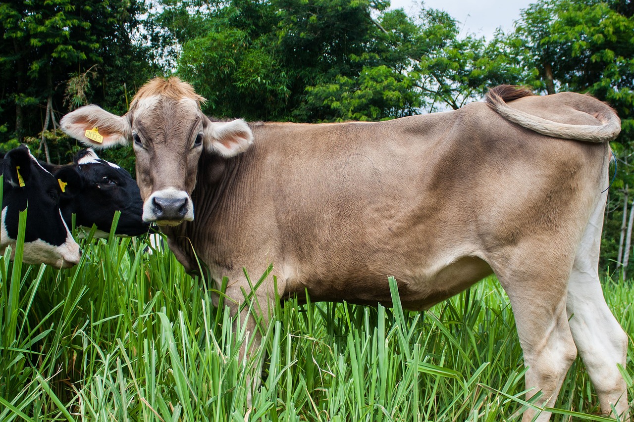 Image - cow brown swiss pasture grazing