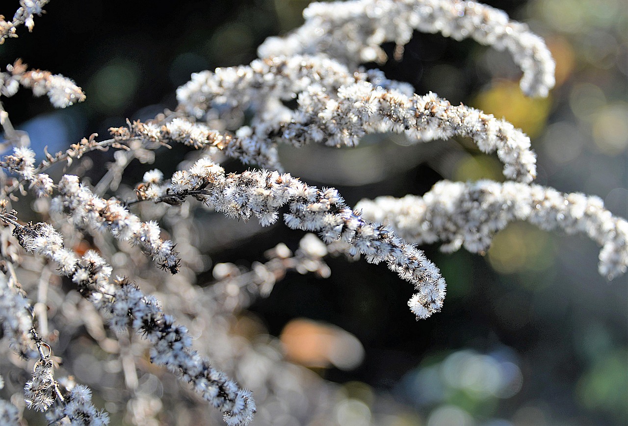 Image - golden rod faded autumn plant