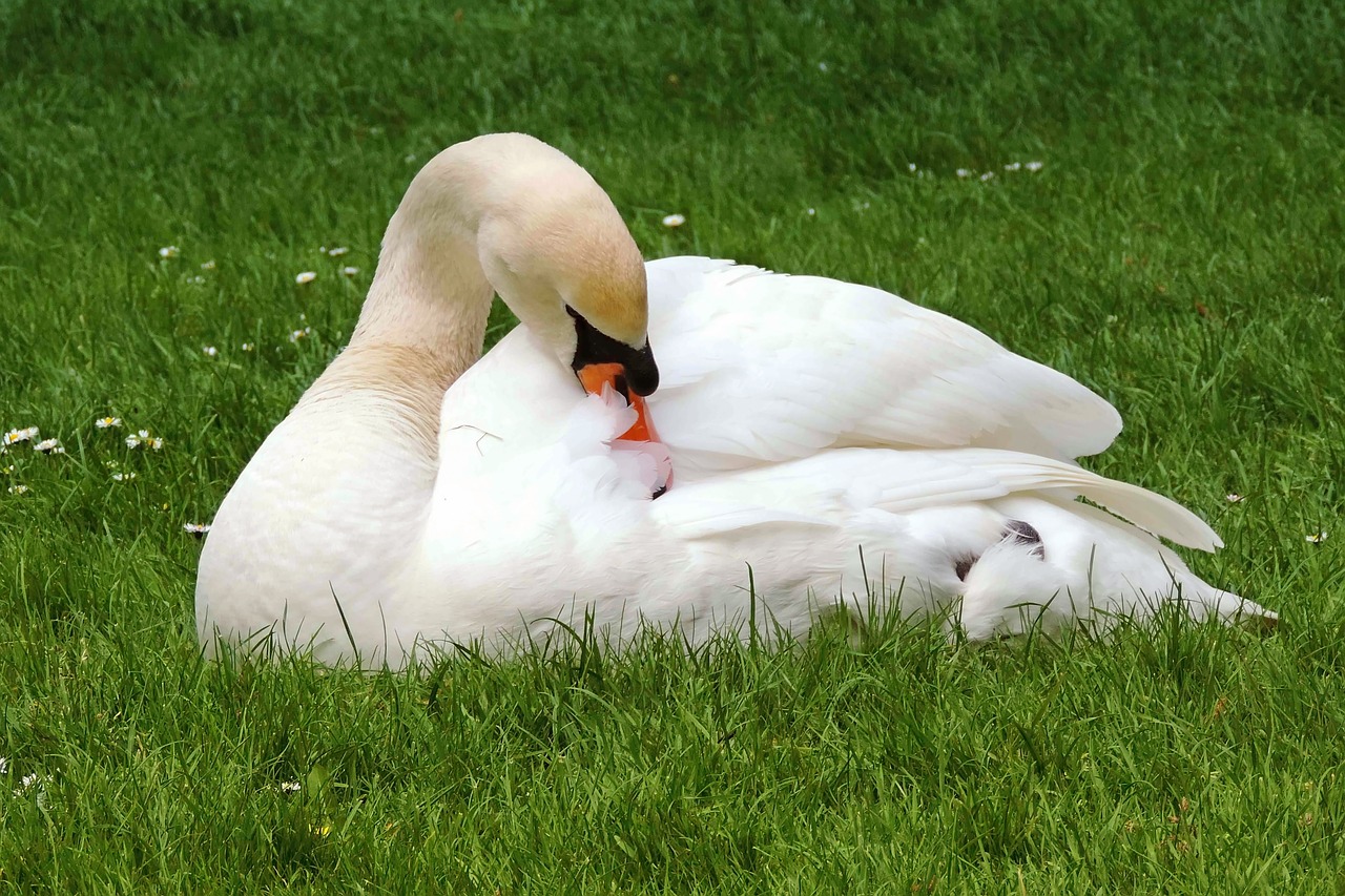 Image - swan mute swan white plumage