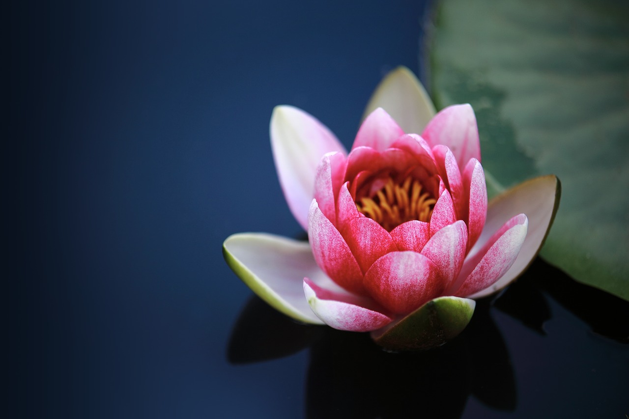 Image - water lilies lotus pond affix