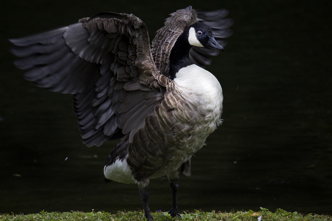 Image - bird feathers duck ali open