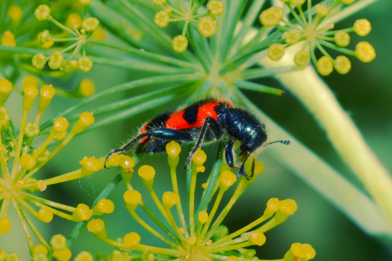 Image - insect flowers red black green
