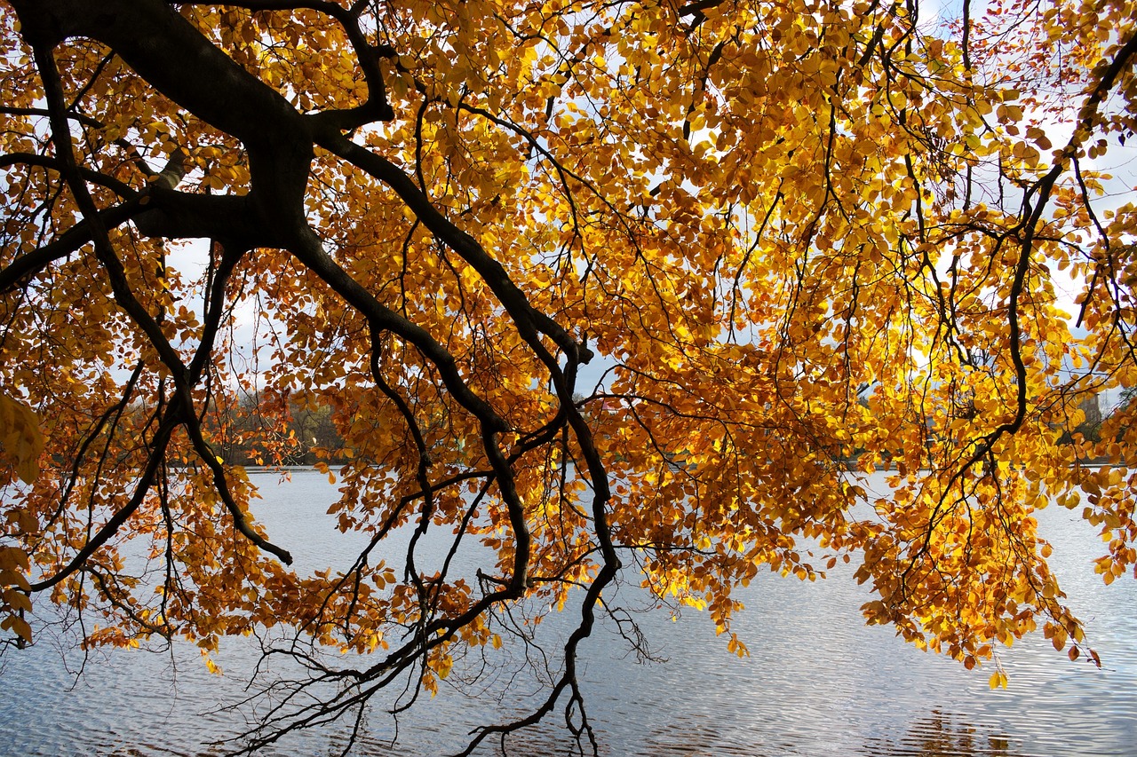 Image - autumn lake the sun człuchów