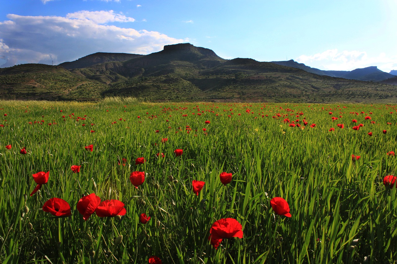 Image - papaver rhoeas wheat landscape