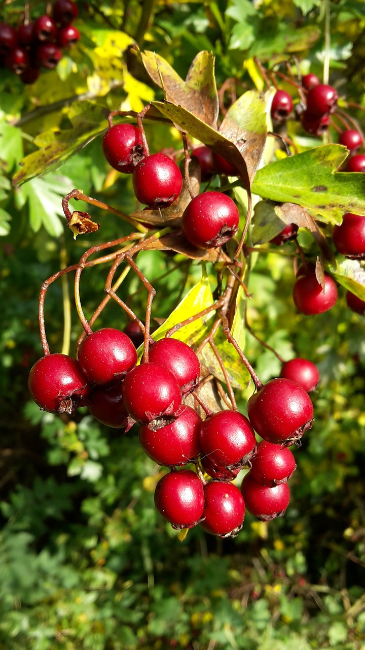 Image - hawthorn tree bush berry