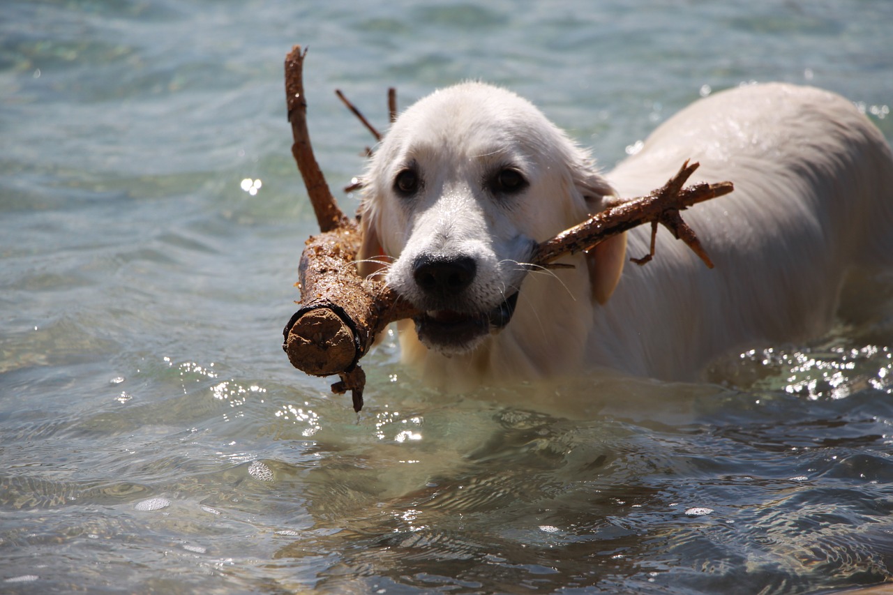 Image - retriever dog golden happy pet