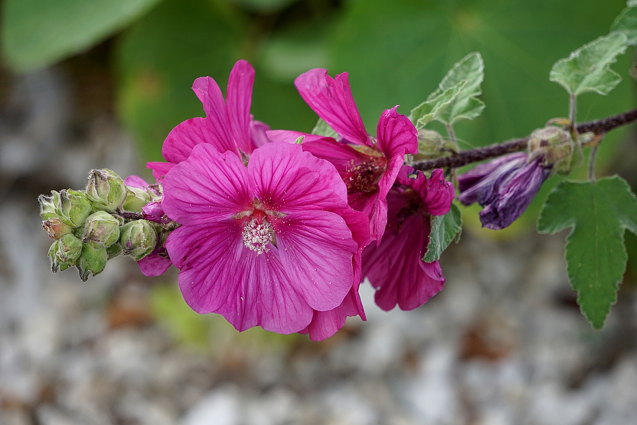 Image - hollyhock flower flora botany