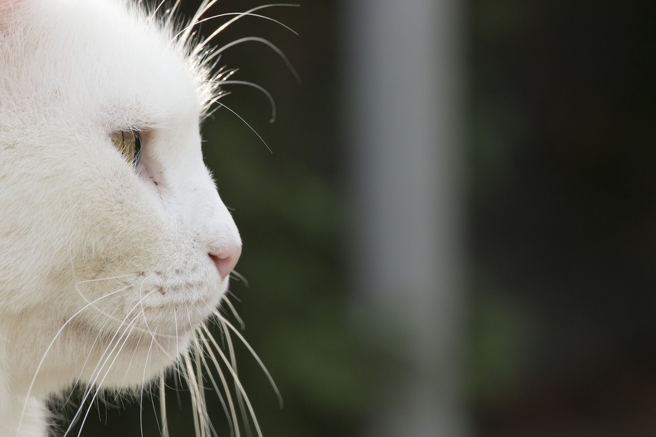 Image - cat white pet cute animal profile