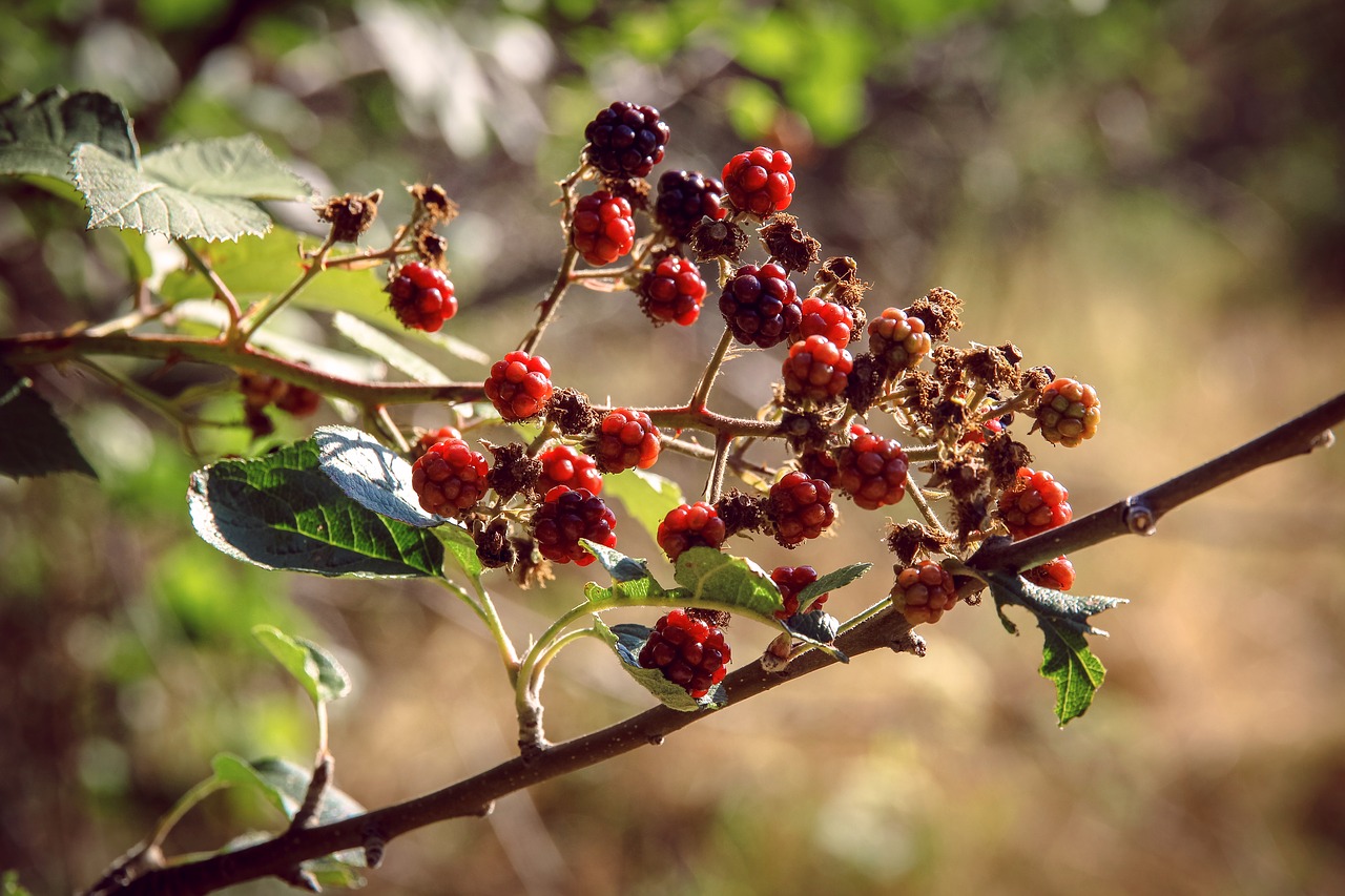 Image - blackberry red shrub autumn