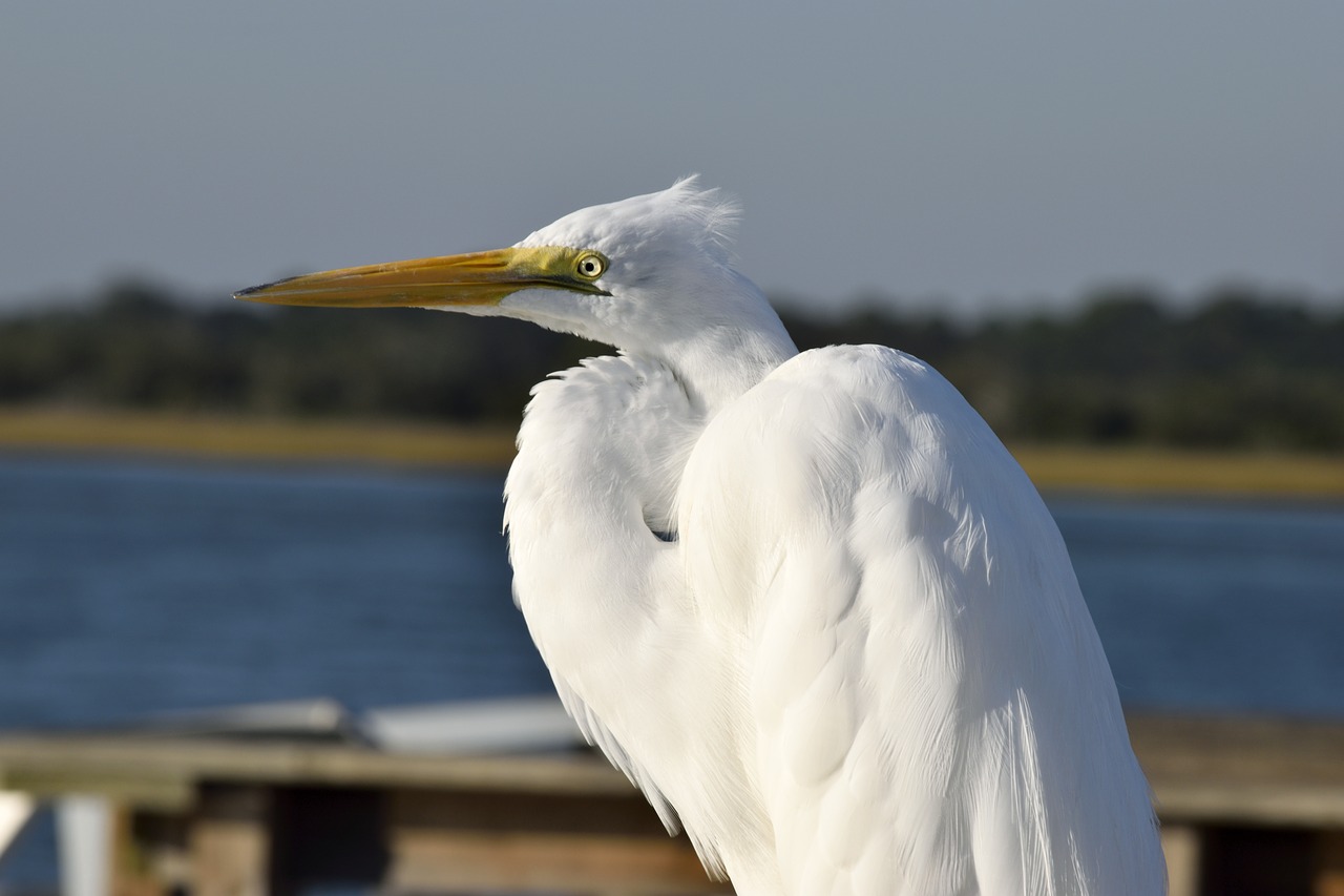 Image - great white heron wildlife bird