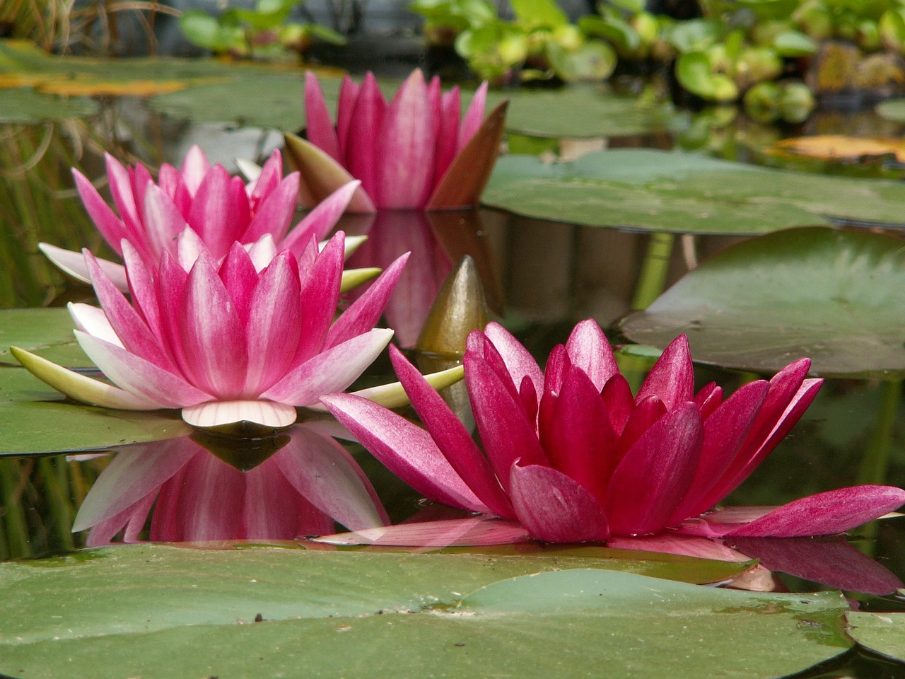 Image - aquatic plant nature nuphar