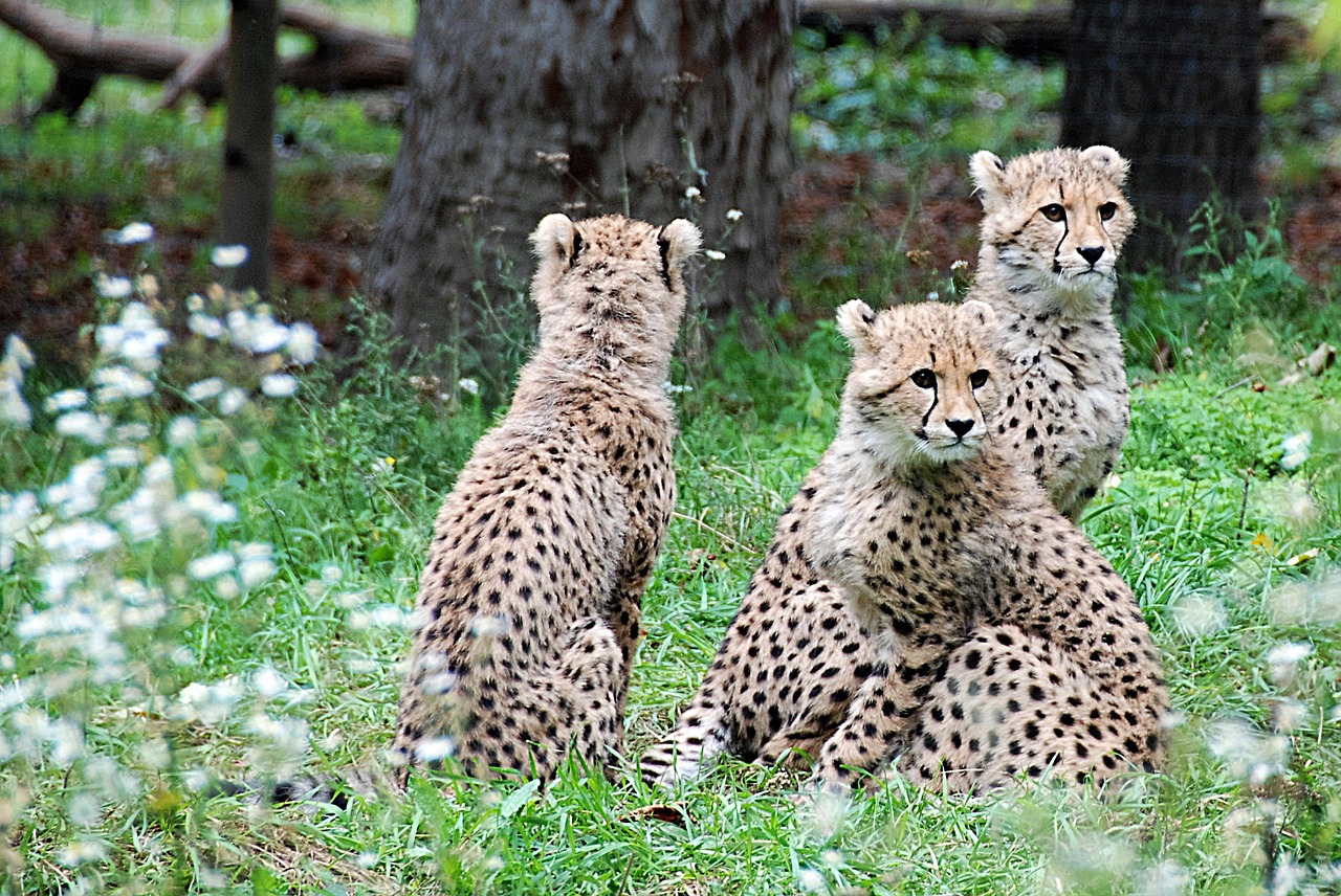 Image - cheetah young animals zoo big cats