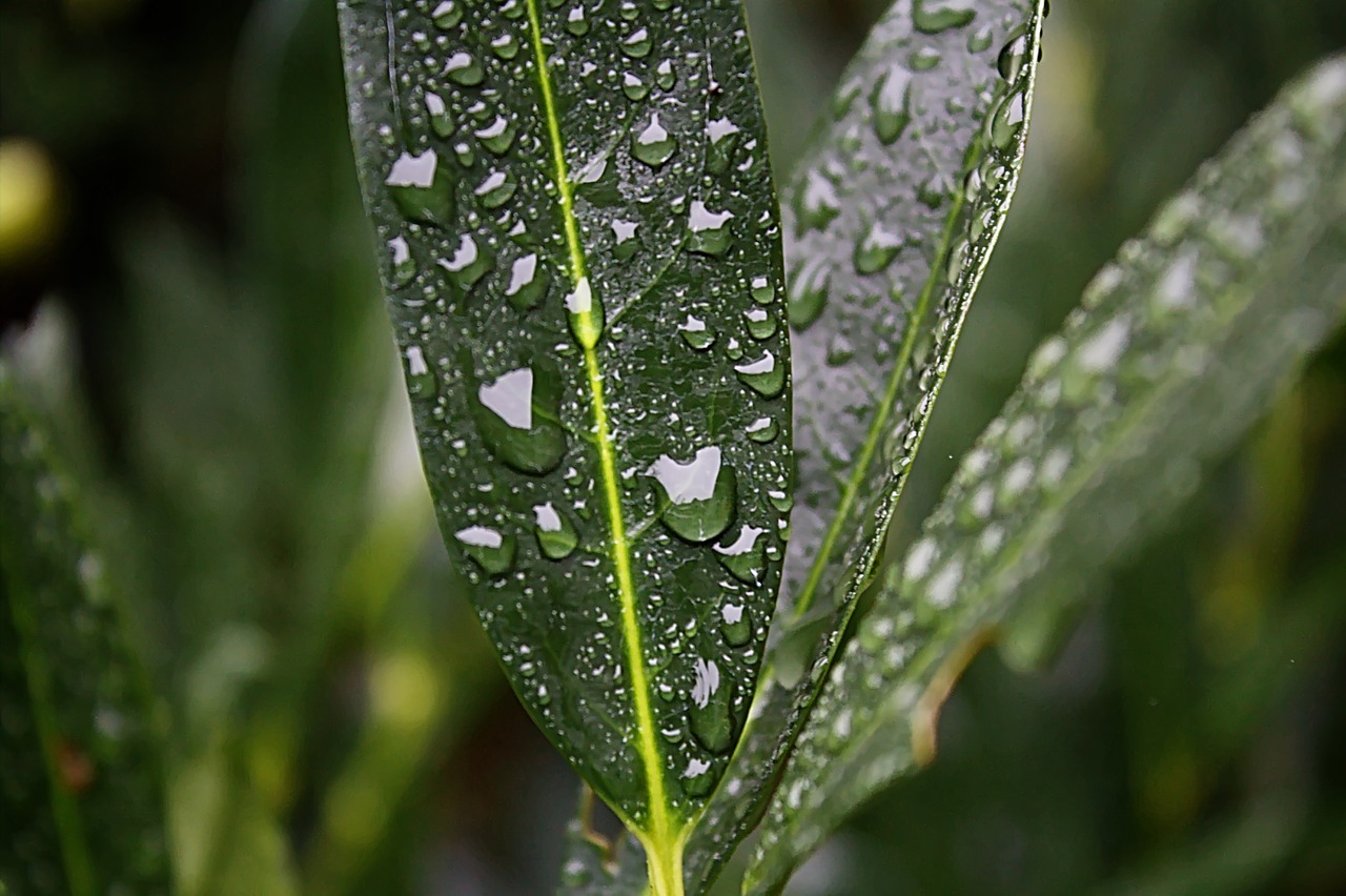 Image - water rain drop natural plant