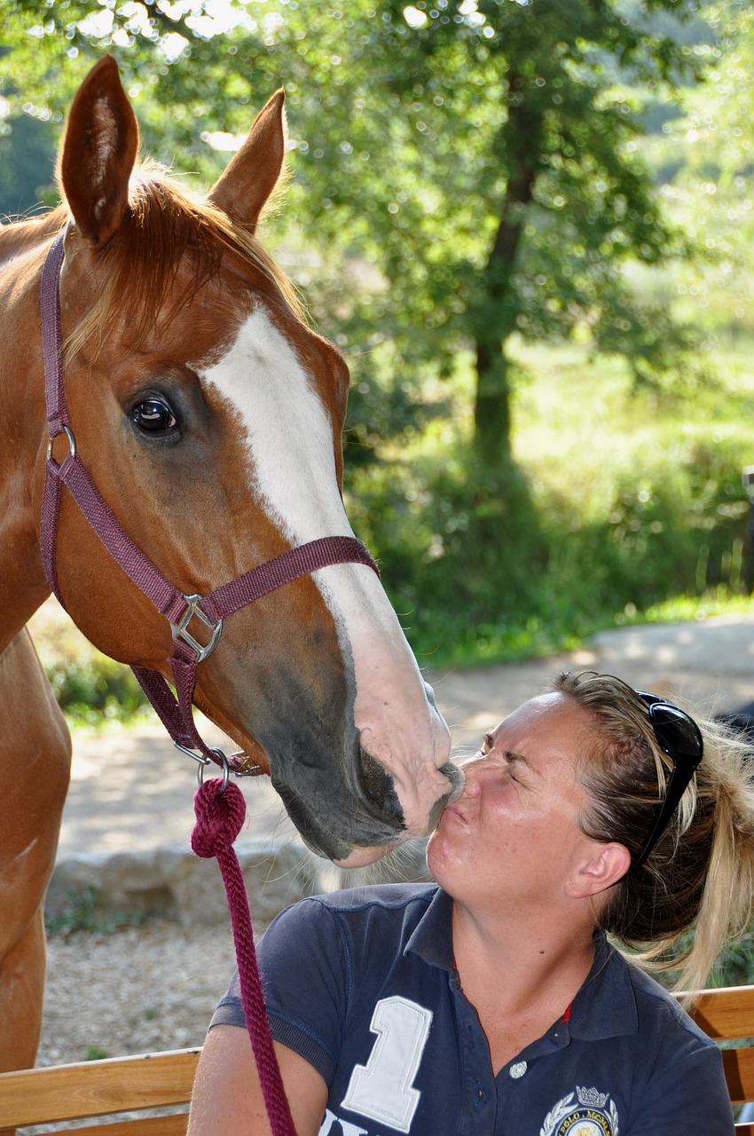 Image - horse head look eyes animals