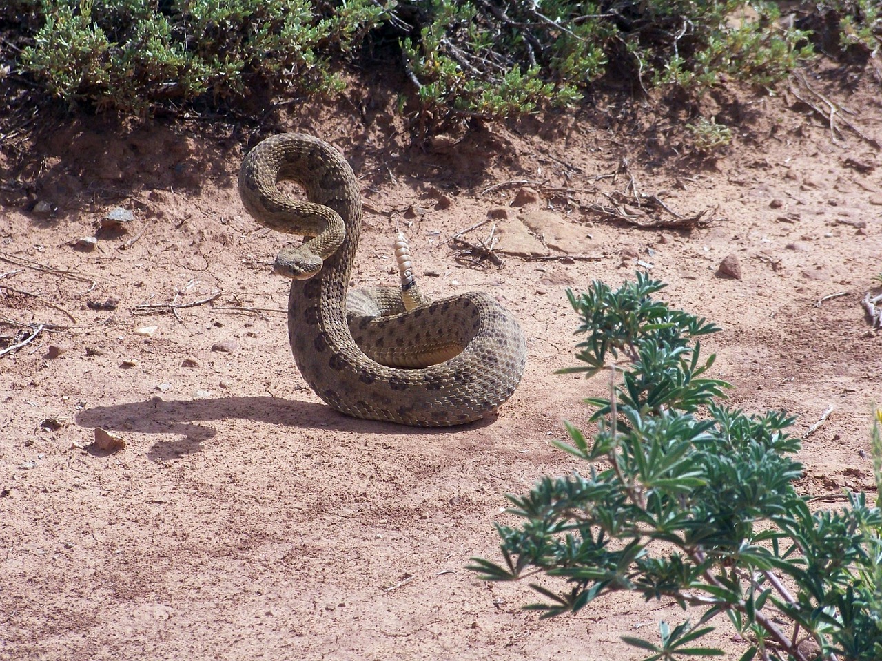 Image - rattlesnake coiled reptile wildlife