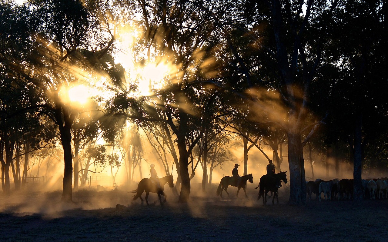 Image - cowboys sunlight trees herding