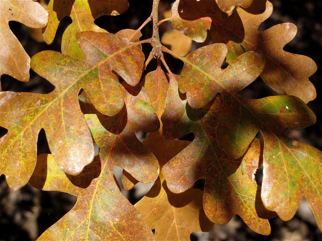 Image - autumn leaves colorful oak