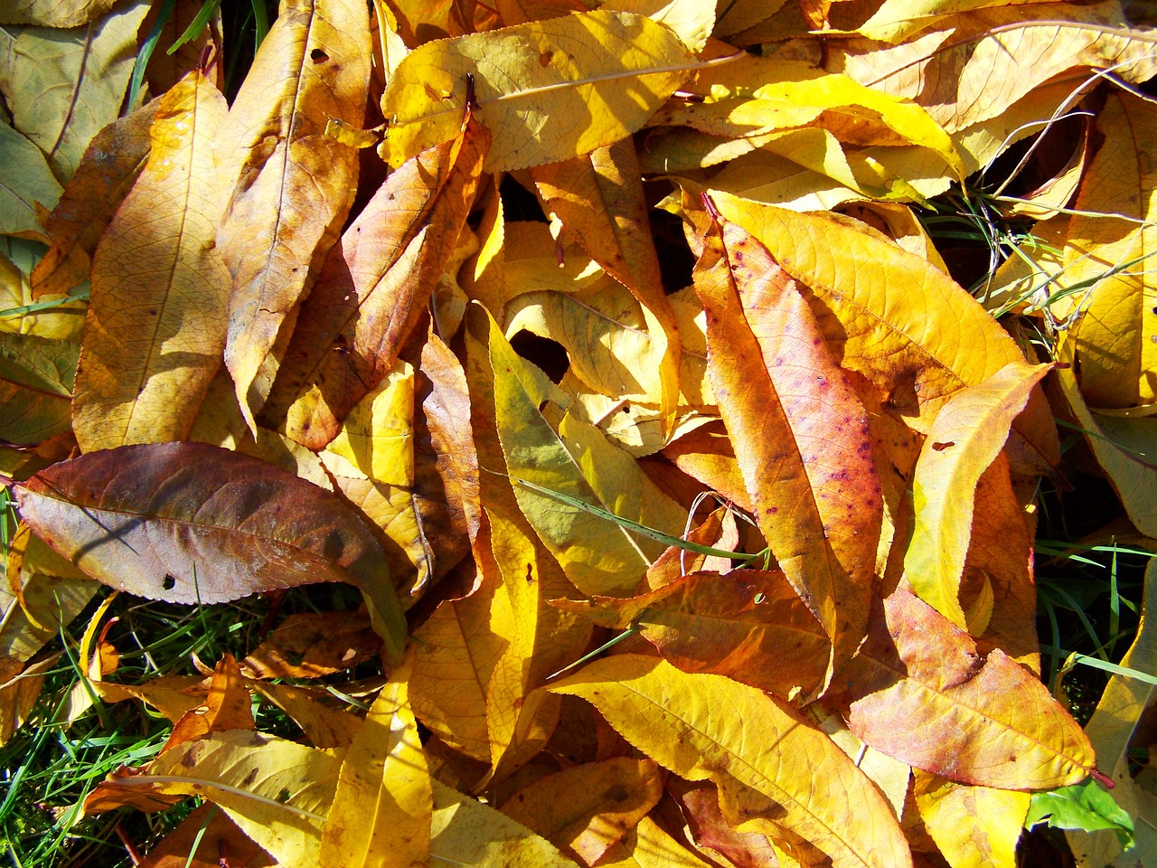 Image - autumn fallen leaves avar