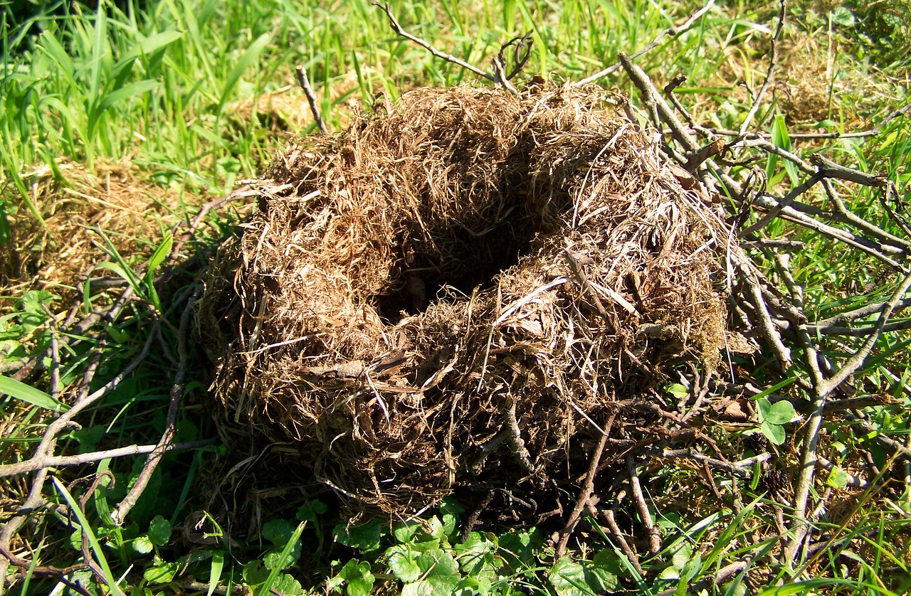 Image - nest animal structure nature