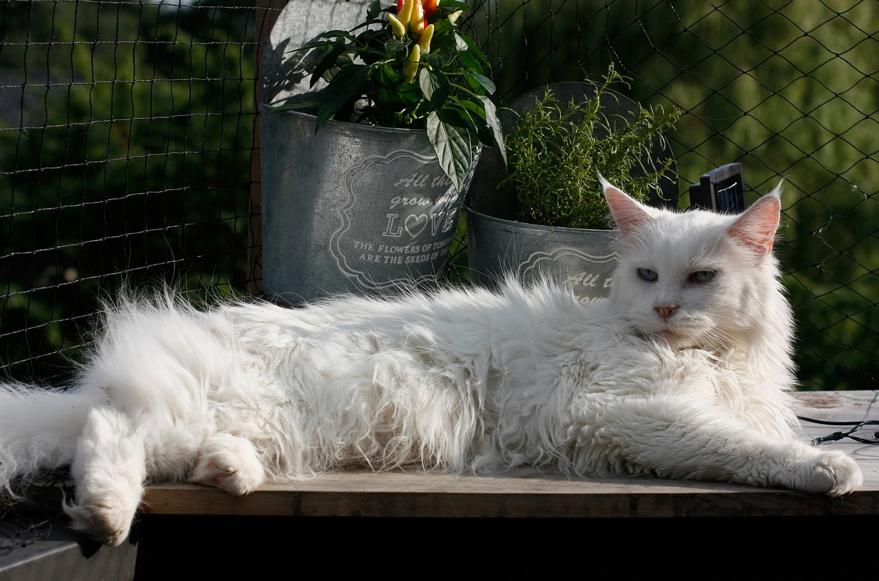 Image - maine coon cat feline looking cute