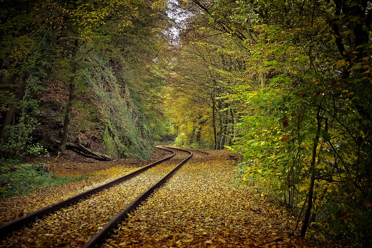 Image - autumn nature trees landscape