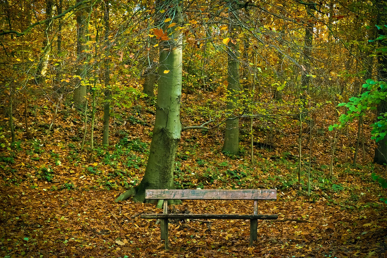 Image - autumn nature trees landscape