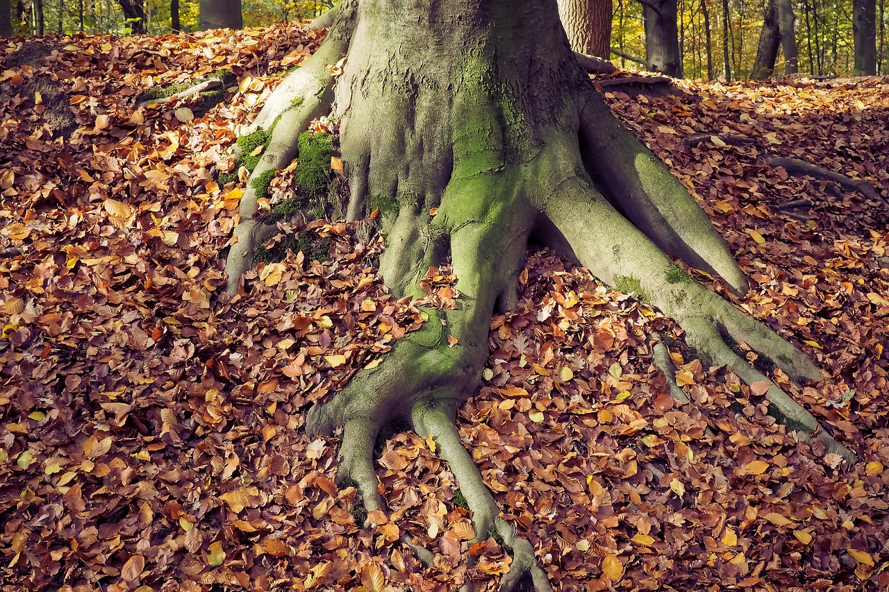 Image - autumn nature landscape forest