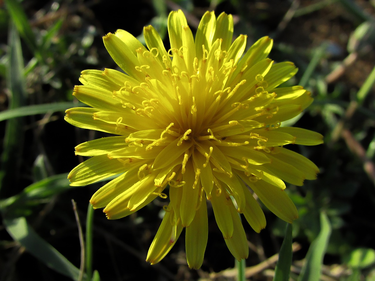 Image - dandelion flower yellow plant