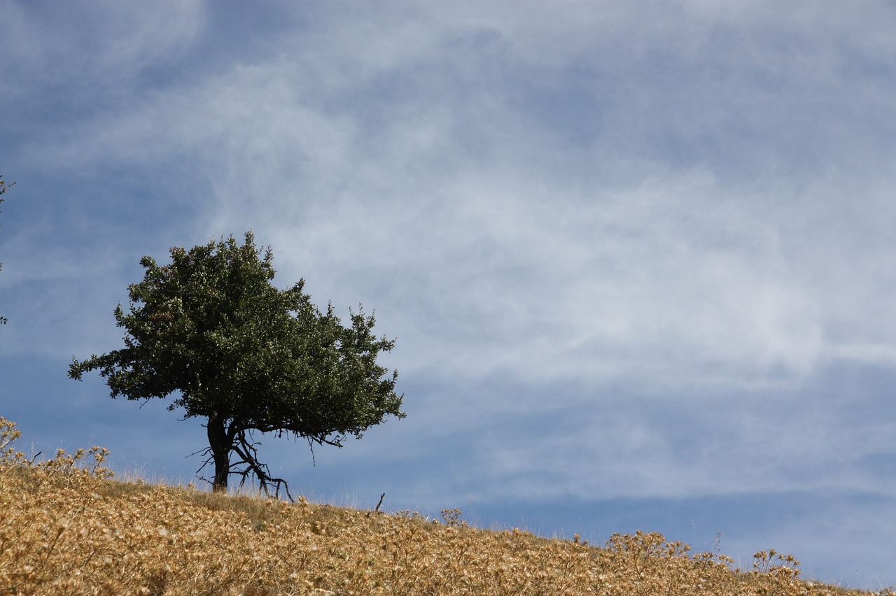 Image - tree loneliness mountains