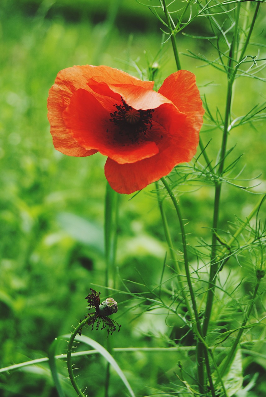 Image - poppy plant flower opium green