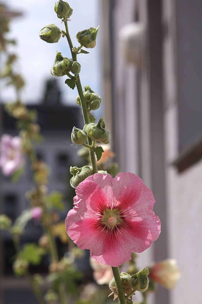Image - baby rose pink sunlight back light