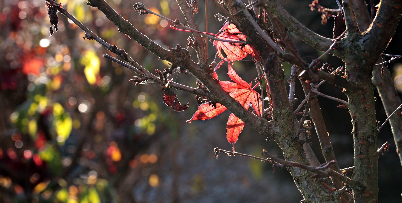 Image - autumn backlit shot leaves