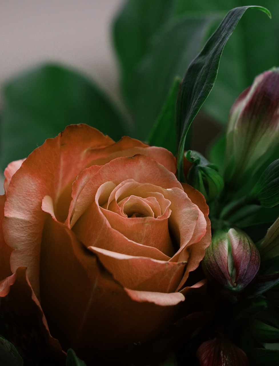 Image - rose flower silence party gift