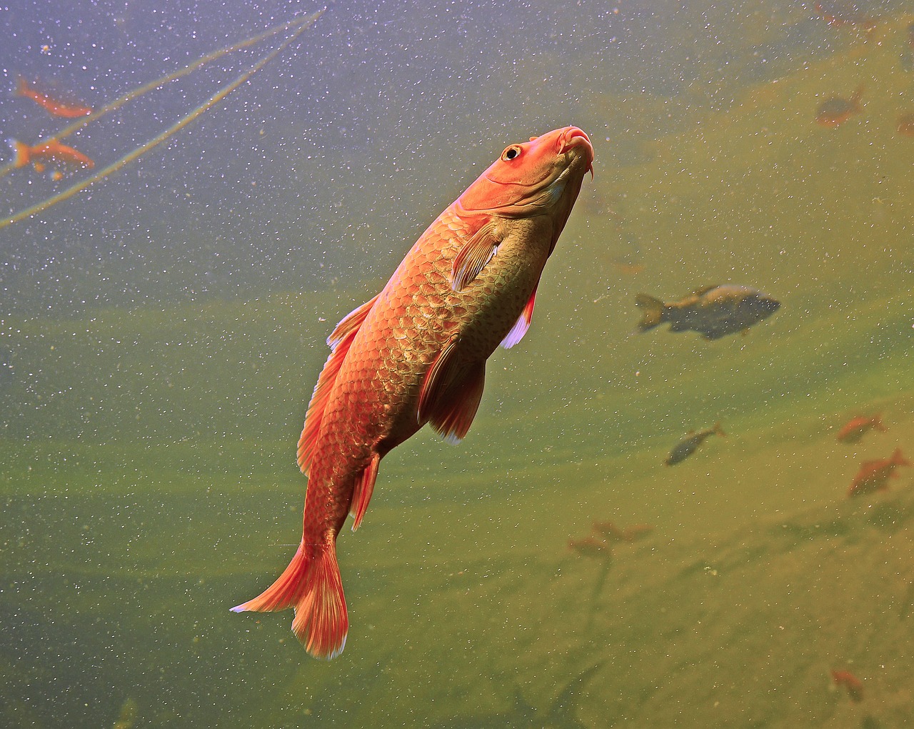 Image - aquarium fish orange colorful swim