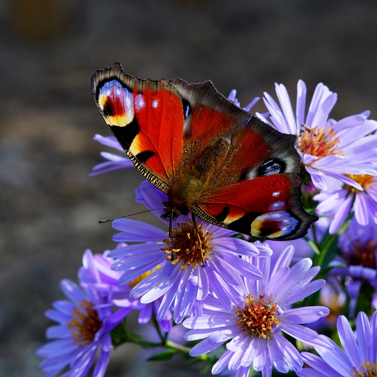 Image - butterfly flower nature bug summer