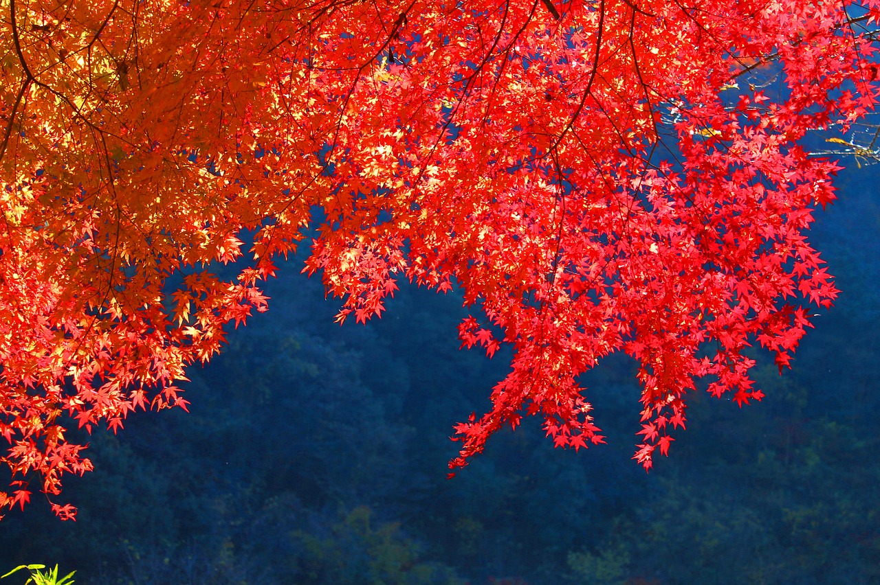 Image - autumnal leaves autumn japan