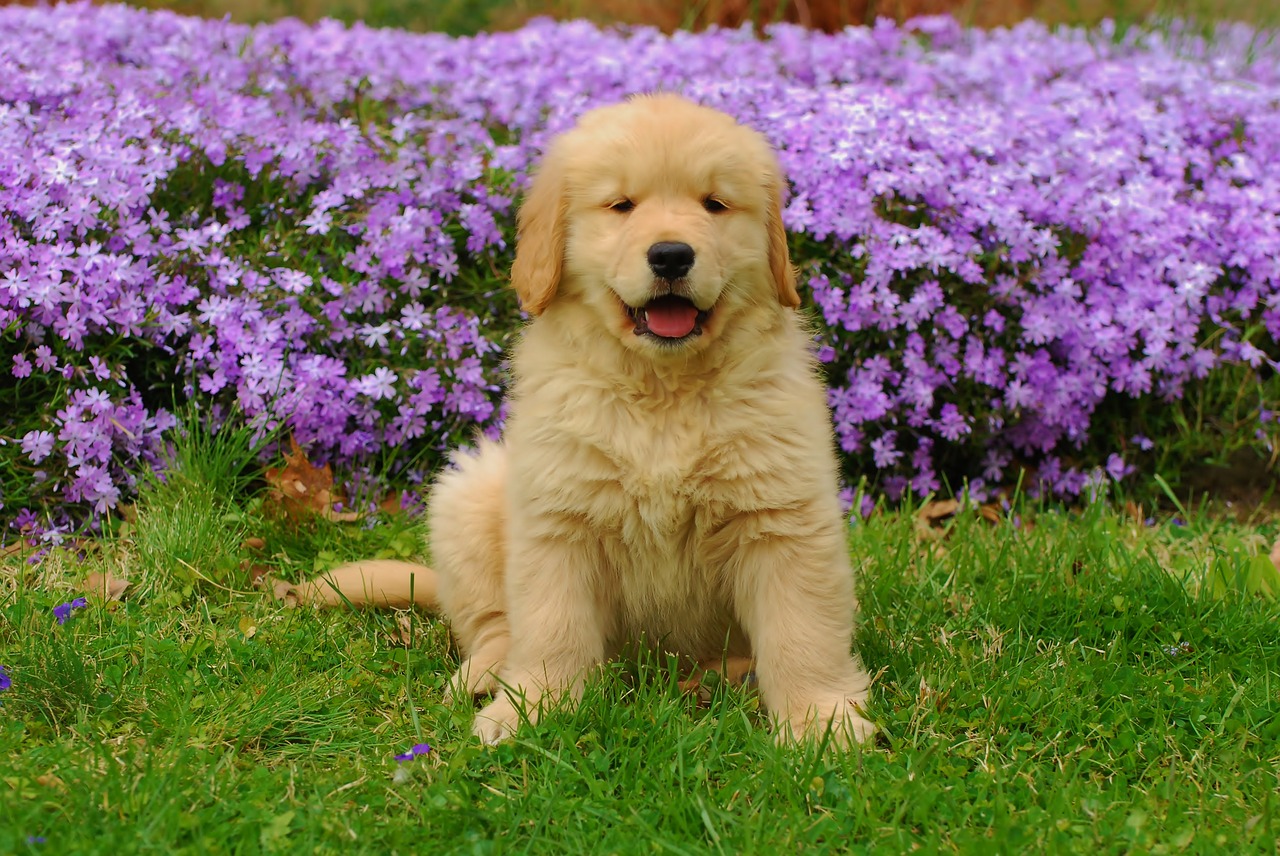 Image - golden retriever summer pet animal