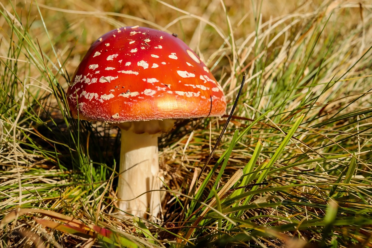 Image - fly agaric mushroom red toxic