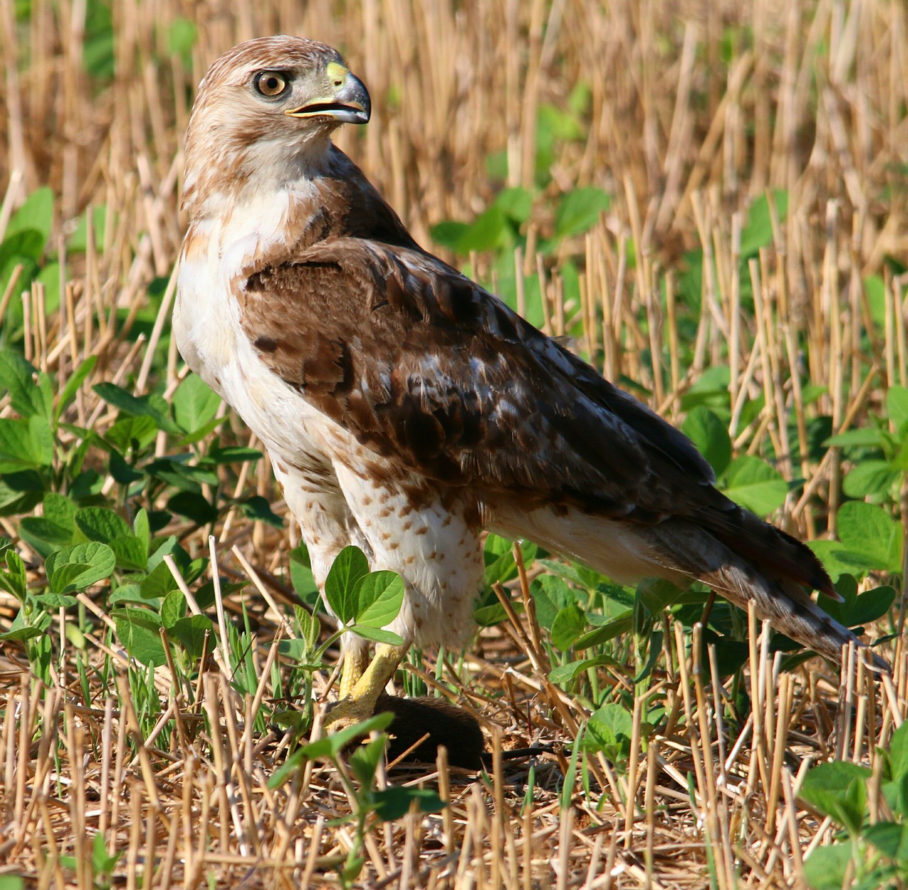 Image - red tailed hawk red tailed hawk