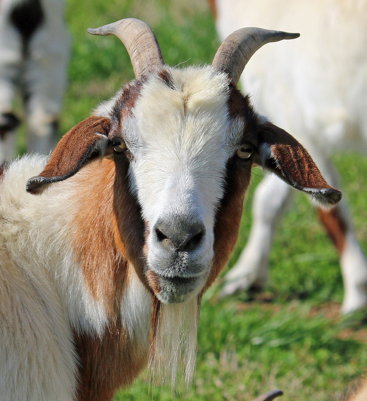 Image - goat face animal young outdoor