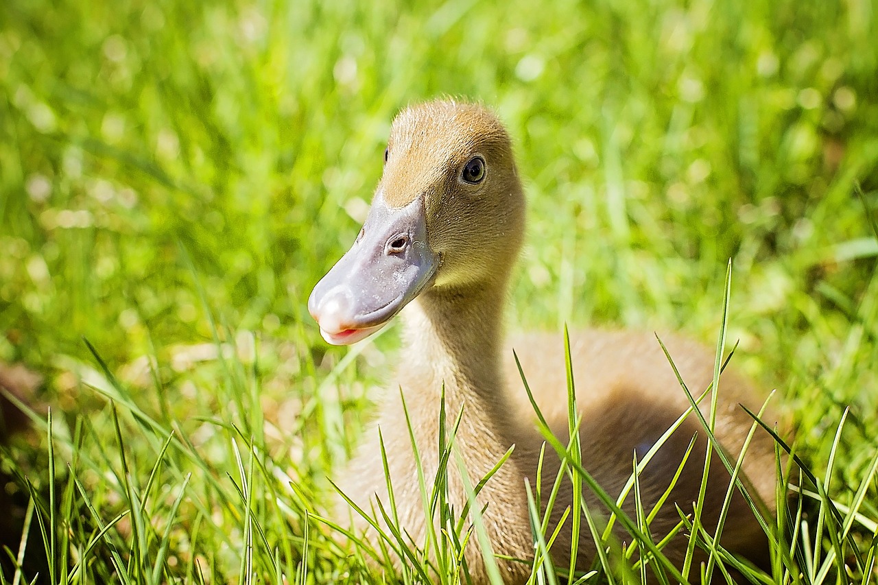 Image - duckling beak laying bird grass