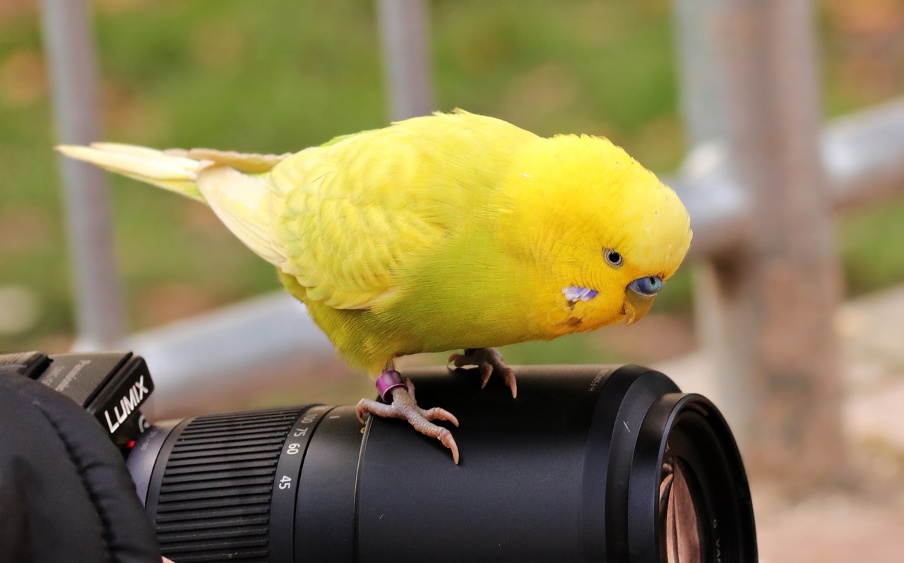 Image - budgie bird yellow yellow budgie