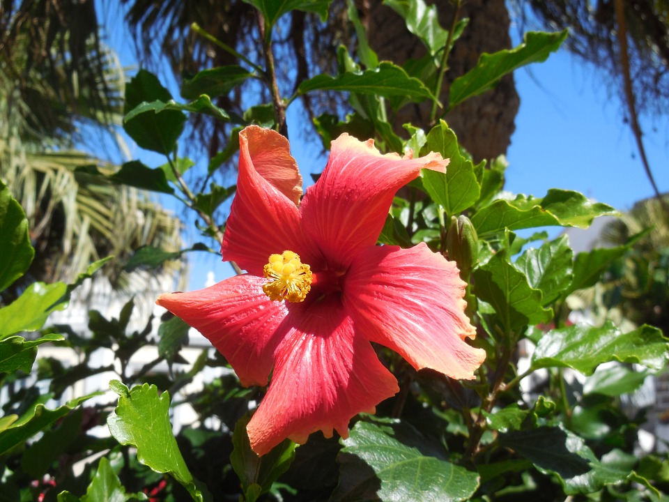 Image - hibiscus blossom bloom flower