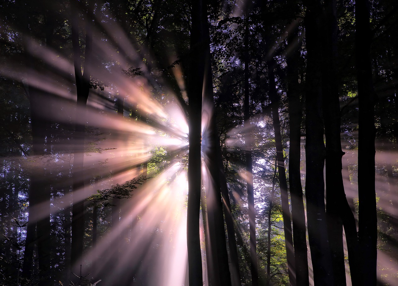 Image - forest sunlight sun beams light