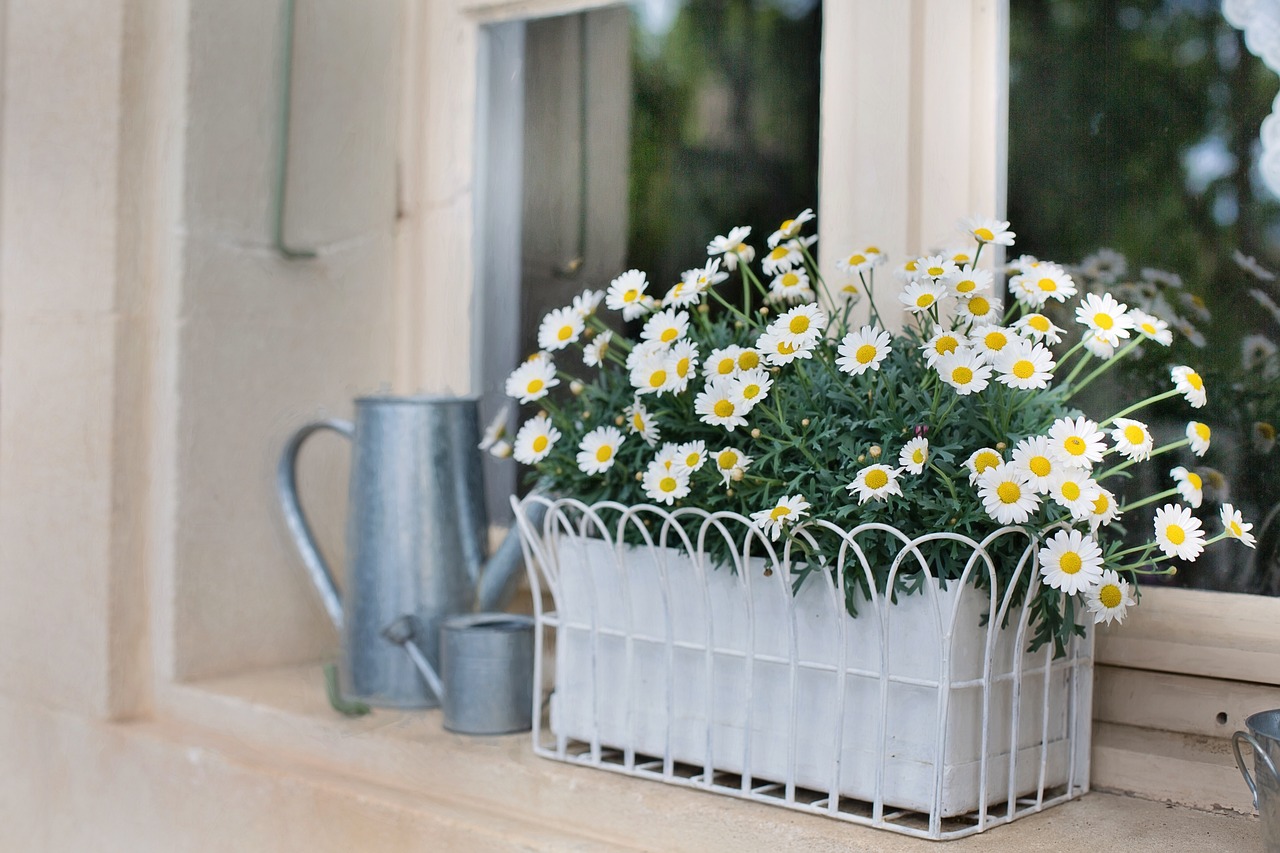 Image - flower box planter daisies flowers