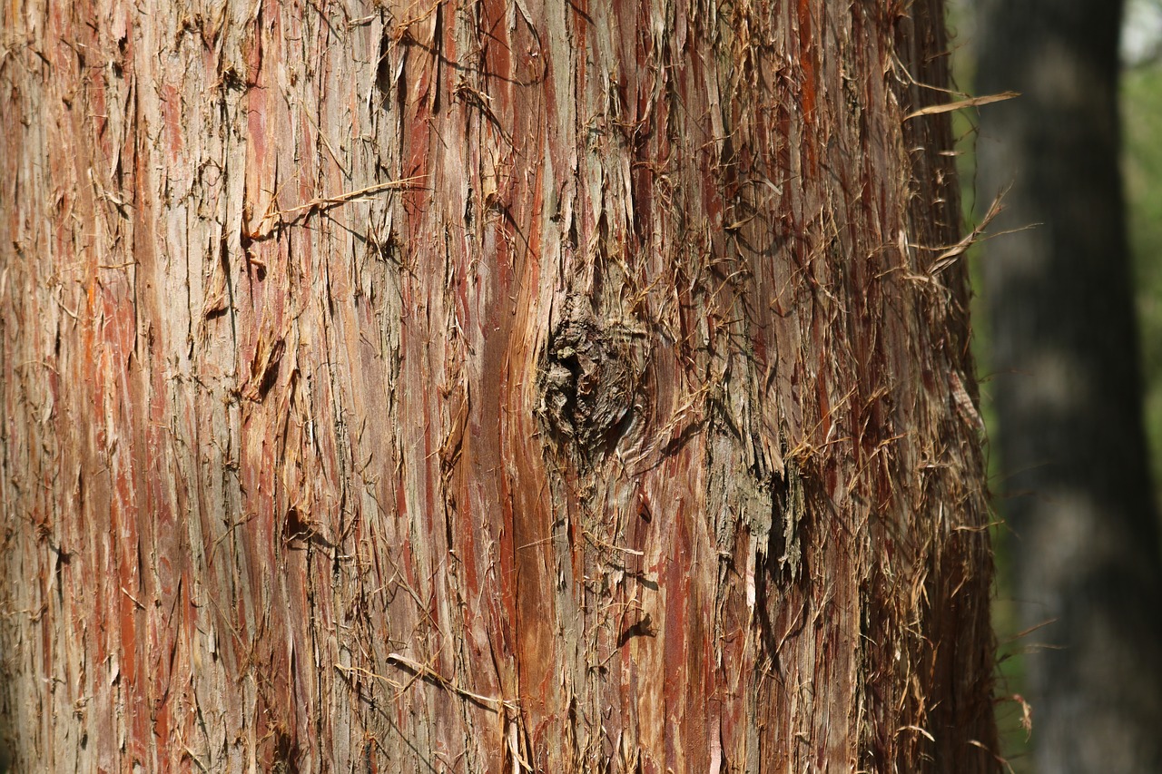 Image - tree bark environment wood rough
