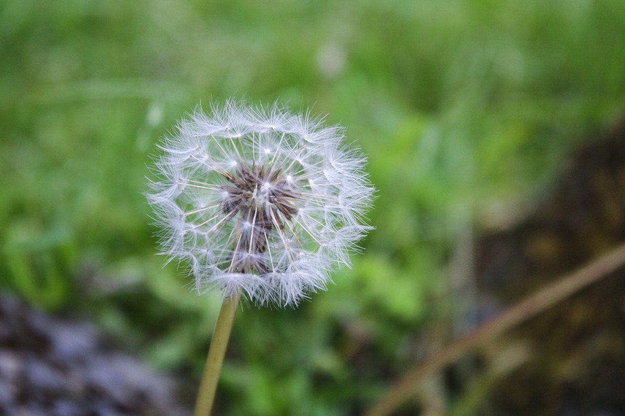 Image - dandelion flower f floral blossom