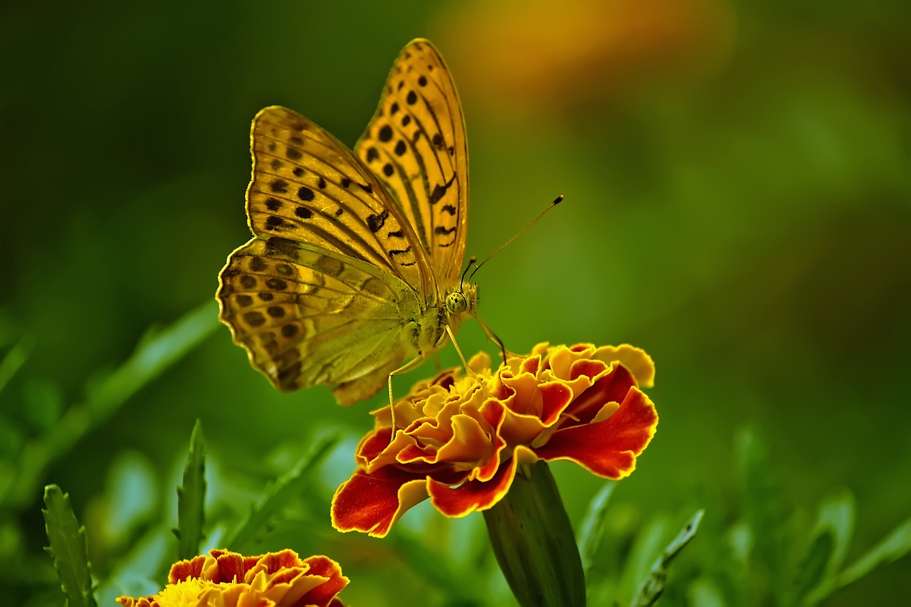 Image - butterfly nature flower insect