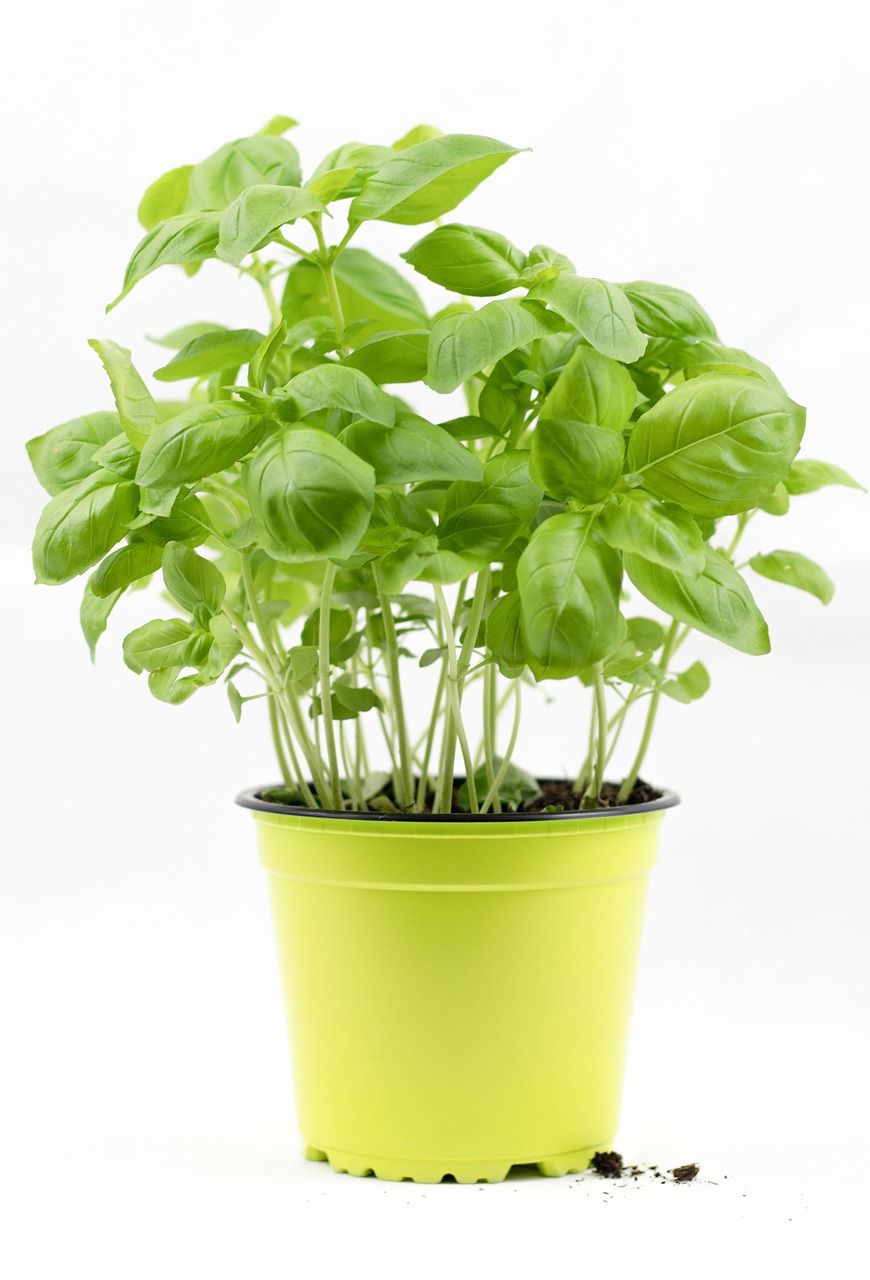 Image - basil basil bush basil pot herbs