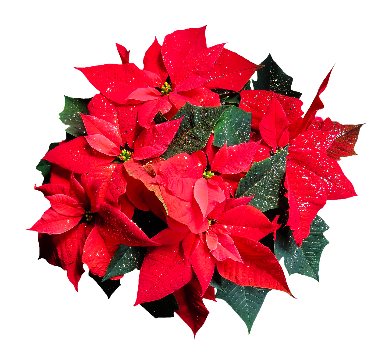 Image - flower poinsettia plant blossom